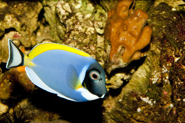 Blue Powder Tang in Aquarium