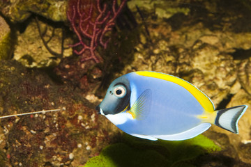 Blue Powder Tang in Aquarium