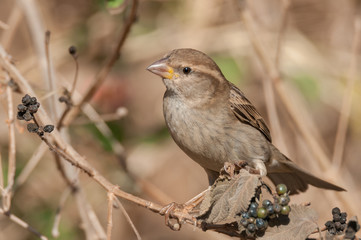 Isolated House Sparrow- Israel