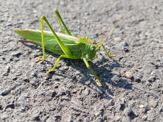 Grashüpfer