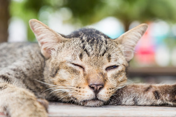 Old cat sleeping on a wooden floor with bokeh background