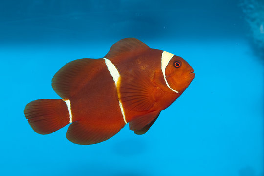 Maroon or Spine Cheeked Clownfish (Premnas biaculeatus)