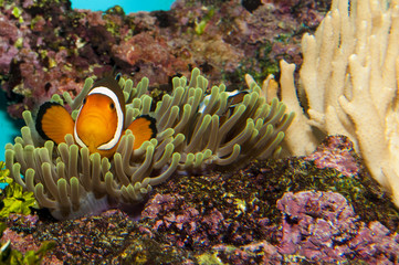 Clownfish (Amphirion ocellaris) pair in Anemone