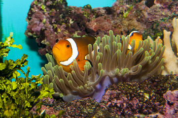 Fototapeta na wymiar Clownfish (Amphirion ocellaris) pair in Anemone