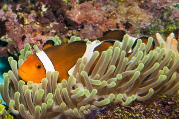 Naklejka na ściany i meble Clownfish (Amphirion ocellaris) pair in Anemone
