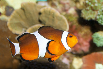 Fototapeta na wymiar Clownfish in Aquarium