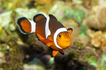 Naklejka na ściany i meble Clownfish in Aquarium