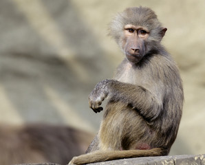 Single Hamadryas baboon in zoological garden