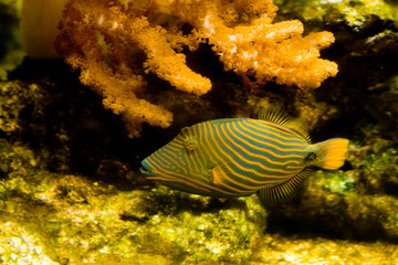 Orange Lined Trigger Fish