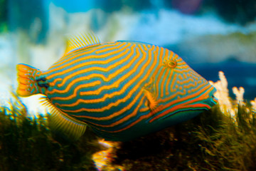 Fototapeta na wymiar Orange Lined Trigger Fish