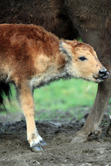 Single juvenile Bison in zoological garden