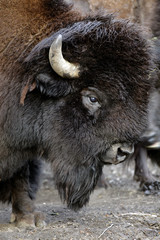 Single grown male Bison in zoological garden