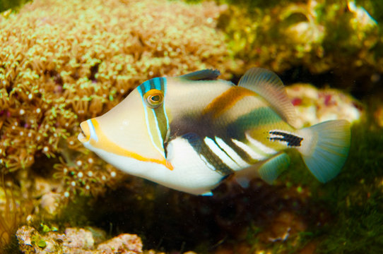 Hum Hum Fish รูปภาพHumuhumu – เลือกดูภาพถ่ายสต็อก เวกเตอร์ และวิดีโอ442 | Adobe Stock