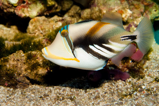 Hum Hum Fish รูปภาพHumuhumu – เลือกดูภาพถ่ายสต็อก เวกเตอร์ และวิดีโอ421 | Adobe Stock