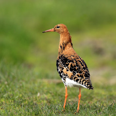 Single Ruff bird on grassy wetlands during a spring nesting period