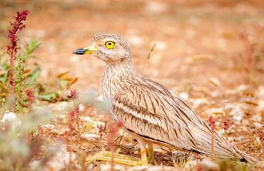 Isolated Stone Curlew Israel