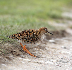 Single Ruff bird on grassy wetlands during a spring nesting period