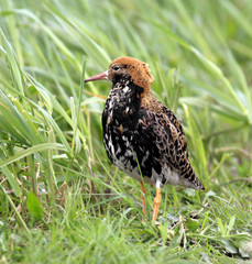 Single Ruff bird on grassy wetlands during a spring nesting period