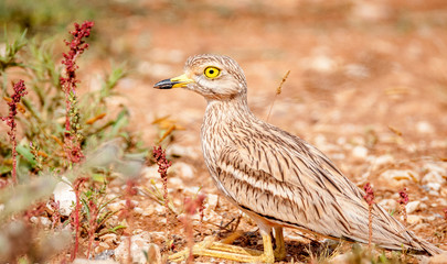 Isolated Stone Curlew Israel