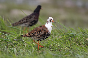Pair of Ruff birds on grassy wetlands during a spring nesting period