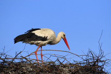 Single white Stork bird on a nest during the spring nesting period