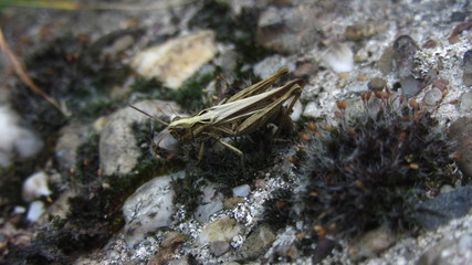 Grashüpfer