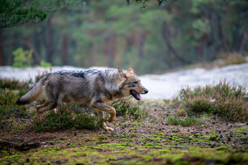 The gray wolf or grey wolf (Canis lupus) standing on a rock