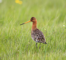 Single Black-tailed Godwit bird on grassy wetlands during a spring nesting period