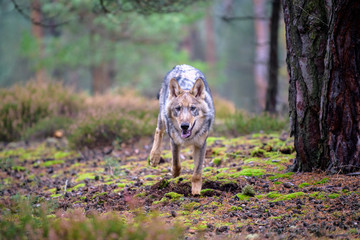 The gray wolf or grey wolf (Canis lupus) standing on a rock