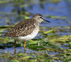 Single Wood sandpiper bird on grassy wetlands during a spring nesting period