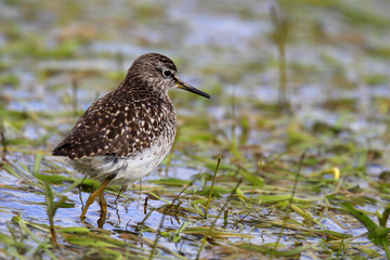 Single Wood sandpiper bird on grassy wetlands during a spring nesting period