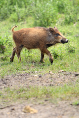 Single juvenile Wild boar in a forest during summer period © Art Media Factory