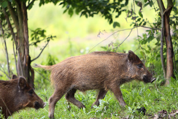 Single juvenile Wild boar in a forest during summer period © Art Media Factory