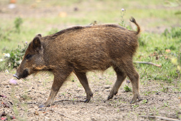 Single juvenile Wild boar in a forest during summer period © Art Media Factory