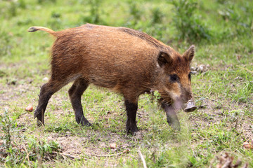 Single juvenile Wild boar in a forest during summer period © Art Media Factory