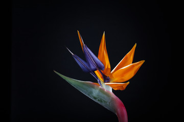 Papageienblüte