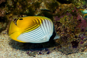 Obraz na płótnie Canvas Threadfin Butterflyfish in Aquarium
