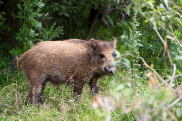 Naklejka na ściany i meble Single juvenile Wild boar in a forest during summer period