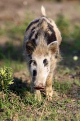 Single juvenile Wild boar in a forest during summer period © Art Media Factory