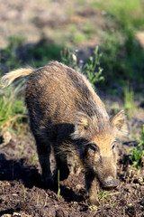 Single juvenile Wild boar in a forest during summer period © Art Media Factory