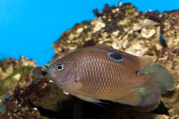 Obraz na płótnie Canvas Brown Tropical fish in Aquarium