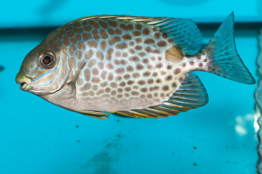 Orange spotted spinefoot