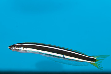 Stripped Coral Reef Fish