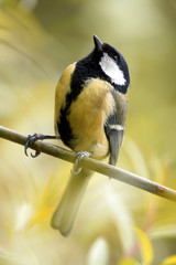 Single Great tit bird on a tree branch during a spring nesting period © Art Media Factory