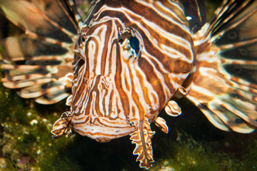 Volitan Lionfish in Aquarium