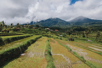 Fototapeta na wymiar scenic view of Jatiluwih Rice Terraces in Bali