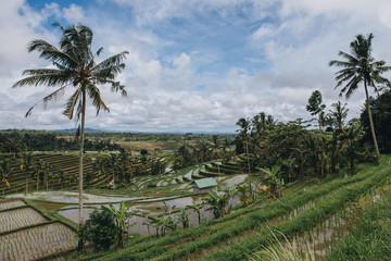 Fototapeta na wymiar scenic view of organic Jatiluwih Rice Terraces in Bali