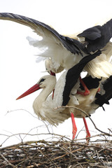 White Stork birds on a nest during the spring nesting period