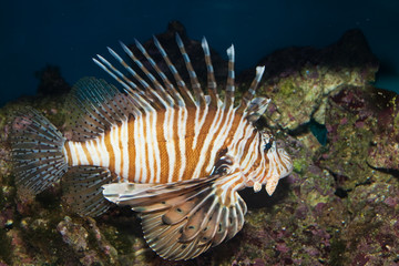 Naklejka na ściany i meble Volitan Lionfish in Aquarium