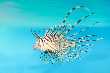 Volitan Lionfish Displaying
